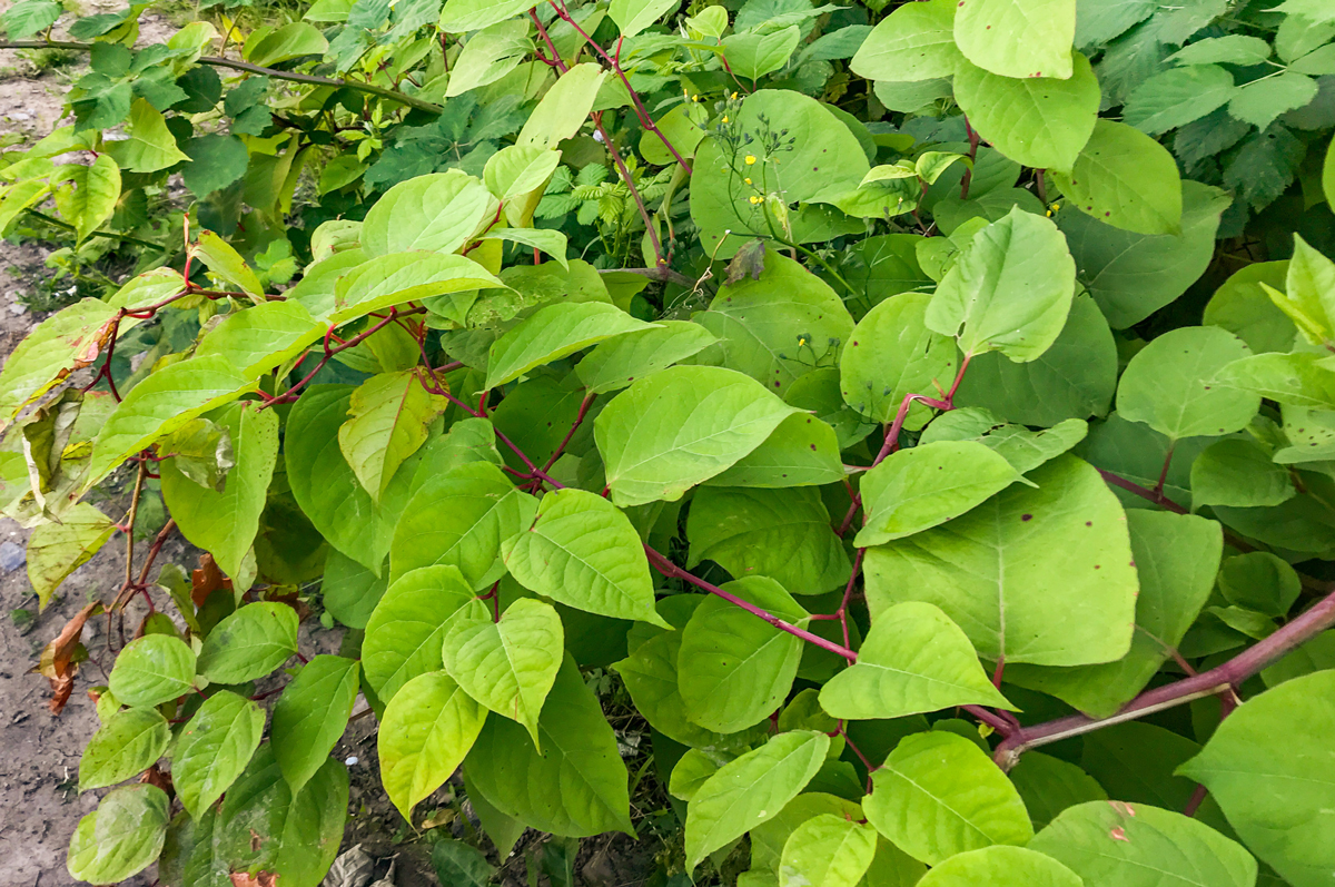 how-to-stop-japanese-knotweed-spreading-gmat